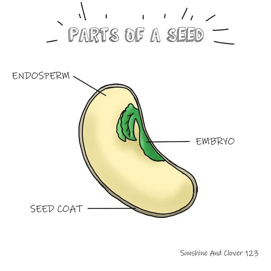 parts of a seed diagram, endosperm, embryo, seed coat