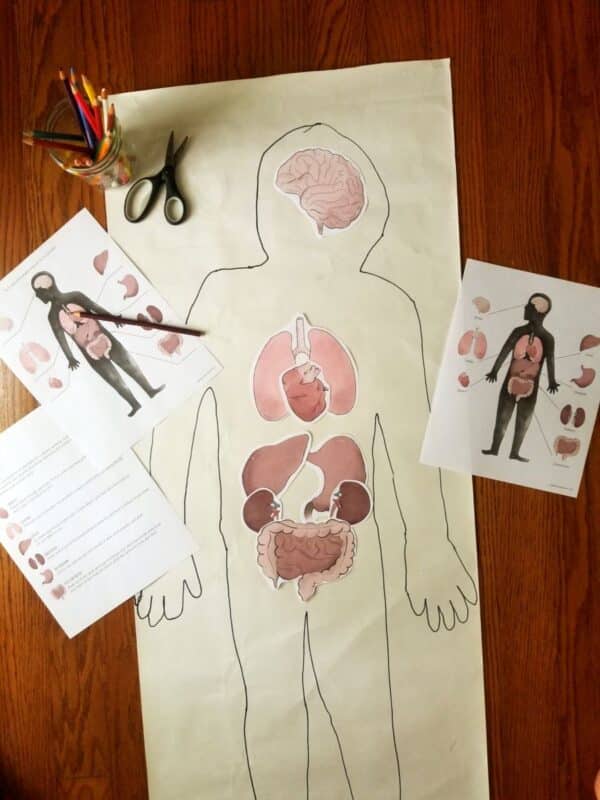 Anatomy activity in use by using a child's outline and placing the organ pictures where they would go. Print out to scale for child sized placement.