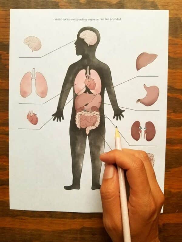 Children's anatomy activity includes a fill in the blank sheet for older children.