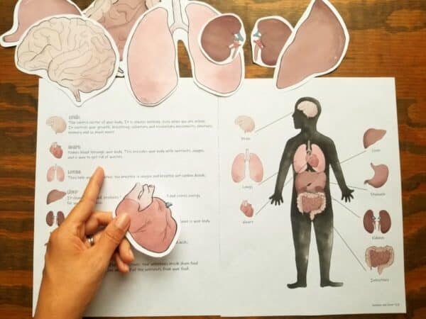 Printable anatomy activity includes written descriptions of what each of the organs does in the activity and a sheet showing where the organs would be in the human body.